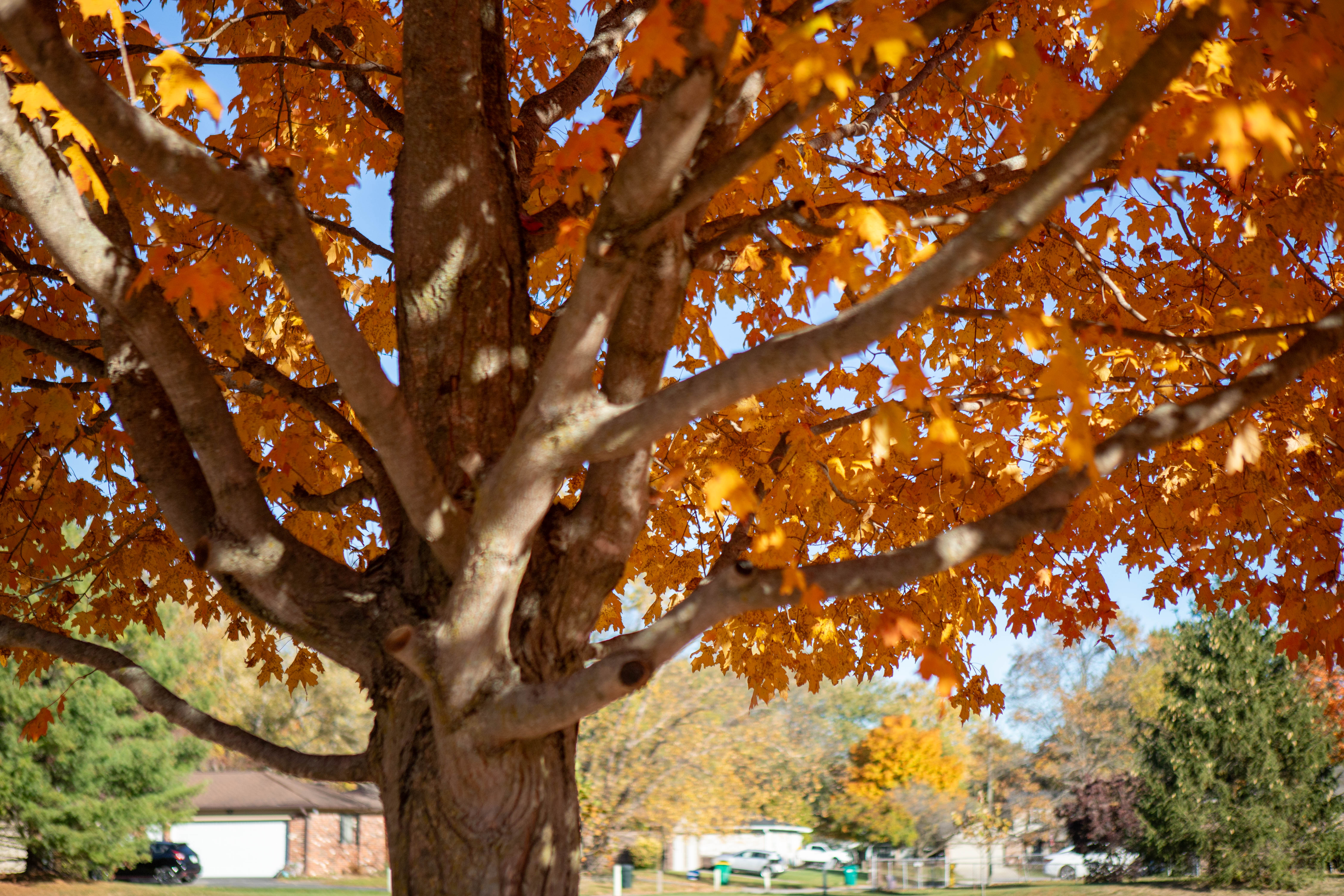 Shop Native Trees at Brownsburg Parks’ Annual Sale